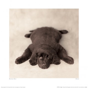 Rachael Hale (Oscar) - Art Print