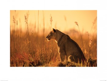 Mario Moreno (Sunset Stalking)