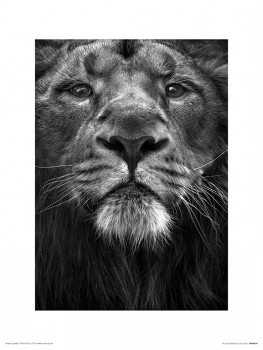 Marina Cano  (the king)