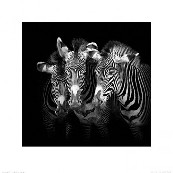 Marina Cano (Shades of Grevy)