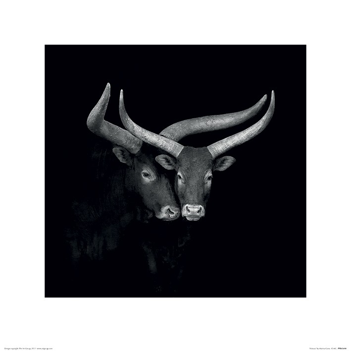 Marina Cano (Watusis)