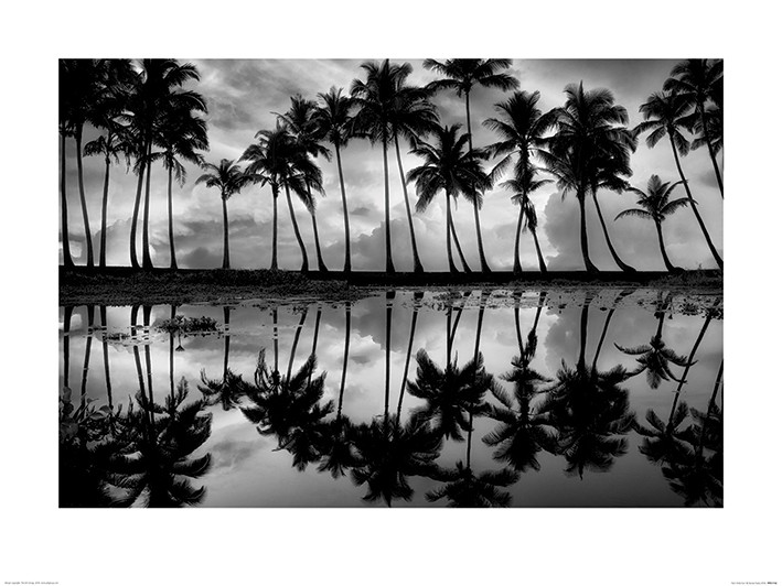 Dennis Frates (Palm Reflection)
