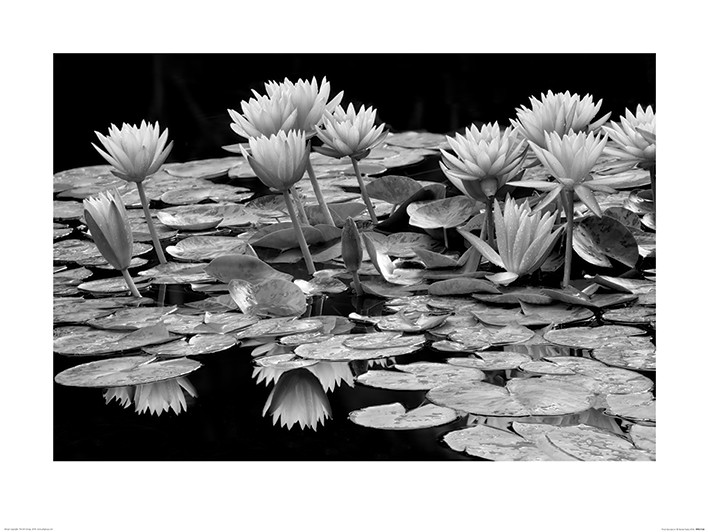 Dennis Frates (Pond Abundance)