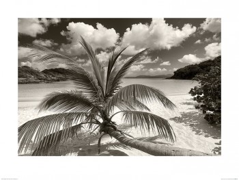 Dennis Frates (Still Growing to the Sun)